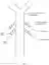 Fig. 04 - Biovessels for use in tissue engineering