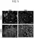 Fig. 06 - METHOD FOR DECELLULARIZATION OF SKIN TISSUE, METHOD FOR CONSTRUCTION OF ARTIFICIAL SKIN, METHOD FOR PREPARATION OF HYDROGEL OF DECELLULARIZED SKIN TISSUE, LYOPHILIZED, DECELLULARIZED SKIN TISSUE, AND BIOINK