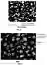 Fig. 04 - NEOCARTILAGE CONSTRUCTS USING UNIVERSAL CELLS