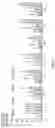 Fig. 09 - Photobiomodulation therapy to reduce the effects of fibromyalgia