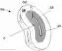 Fig. 01 - Polymeric radiation-sources