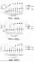 Fig. 23 - Systems and methods for opening of a tissue barrier in primates