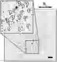 Fig. 01 - Turbulent mixing by microscopic self-assembled spinners