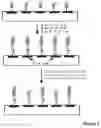 Fig. 03 - Neutralization and containment of redox species produced by circumferential electrodes