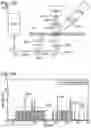 Fig. 49 - Detection method for a target nucleic acid