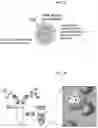 Fig. 28 - DEVICES AND METHODS FOR NUCLEIC ACID EXTRACTION