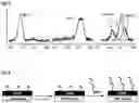 Fig. 04 - IMMOBILISATION OF NUCLEIC ACIDS ON SURFACES