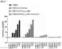 Fig. 11 - IMMOBILISATION OF NUCLEIC ACIDS ON SURFACES