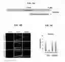 Fig. 09 - Compositions of polyhydroxylated benzophenones and methods of treatment of neurodegenerative disorders