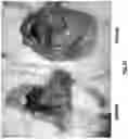 Fig. 46 - Therapeutic DNP derivatives and methods using same