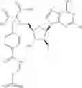 Fig. 338 - Ectonucleotidase inhibitors and methods of use thereof