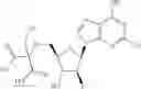 Fig. 97 - Ectonucleotidase inhibitors and methods of use thereof
