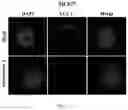 Fig. 18 - Composition for autophagy inhibiting in cell, and pharmaceutical composition for preventing or treating tumor disease, or inhibiting anti-cancer agents resistance containing the same