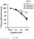 Fig. 20 - Composition for autophagy inhibiting in cell, and pharmaceutical composition for preventing or treating tumor disease, or inhibiting anti-cancer agents resistance containing the same