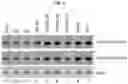 Fig. 05 - Modulation of P53 for the treatment of cancer