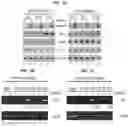 Fig. 10 - Modulation of P53 for the treatment of cancer