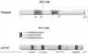 Fig. 13 - Modulation of P53 for the treatment of cancer