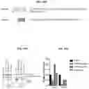 Fig. 18 - Modulation of P53 for the treatment of cancer
