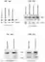 Fig. 19 - Modulation of P53 for the treatment of cancer