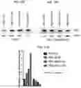 Fig. 21 - Modulation of P53 for the treatment of cancer