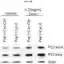 Fig. 30 - Modulation of P53 for the treatment of cancer