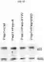 Fig. 32 - Modulation of P53 for the treatment of cancer