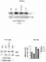 Fig. 35 - Modulation of P53 for the treatment of cancer
