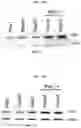Fig. 38 - Modulation of P53 for the treatment of cancer