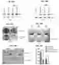 Fig. 41 - Modulation of P53 for the treatment of cancer
