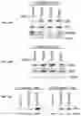 Fig. 42 - Modulation of P53 for the treatment of cancer