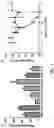 Fig. 04 - Prostate-specific membrane antigen (PSMA) targeting peptides