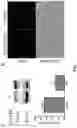 Fig. 12 - Prostate-specific membrane antigen (PSMA) targeting peptides