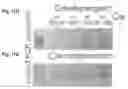 Fig. 23 - Selective recovery