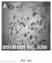 Fig. 24 - Selective recovery