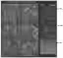 Fig. 74 - Selective recovery