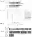 Fig. 08 - Inhibitors of CRISPR-Cas9