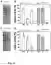 Fig. 06 - Catalytically active protein aggregates and methods for producing the same