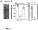 Fig. 07 - Catalytically active protein aggregates and methods for producing the same