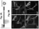 Fig. 09 - Engineered light-sensitive proteins