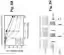 Fig. 14 - Engineered light-sensitive proteins
