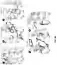 Fig. 30 - Engineered light-sensitive proteins