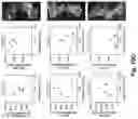 Fig. 34 - Engineered light-sensitive proteins
