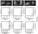Fig. 43 - Engineered light-sensitive proteins