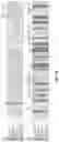 Fig. 50 - Engineered light-sensitive proteins
