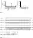 Fig. 03 - IDENTIFICATION OF A NOVEL B CELL CYTOKINE
