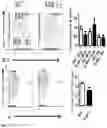 Fig. 11 - IDENTIFICATION OF A NOVEL B CELL CYTOKINE