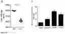 Fig. 18 - IDENTIFICATION OF A NOVEL B CELL CYTOKINE