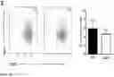 Fig. 21 - IDENTIFICATION OF A NOVEL B CELL CYTOKINE