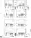 Fig. 24 - IDENTIFICATION OF A NOVEL B CELL CYTOKINE