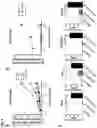 Fig. 04 - THERAPEUTIC COMPOUNDS AND METHODS